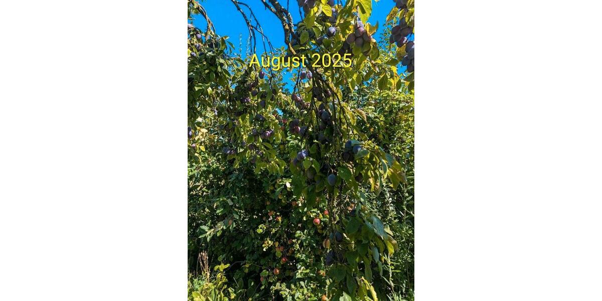 Grundstück Wolfsburg Detmerode - 550&euro; | Angebot:26258125