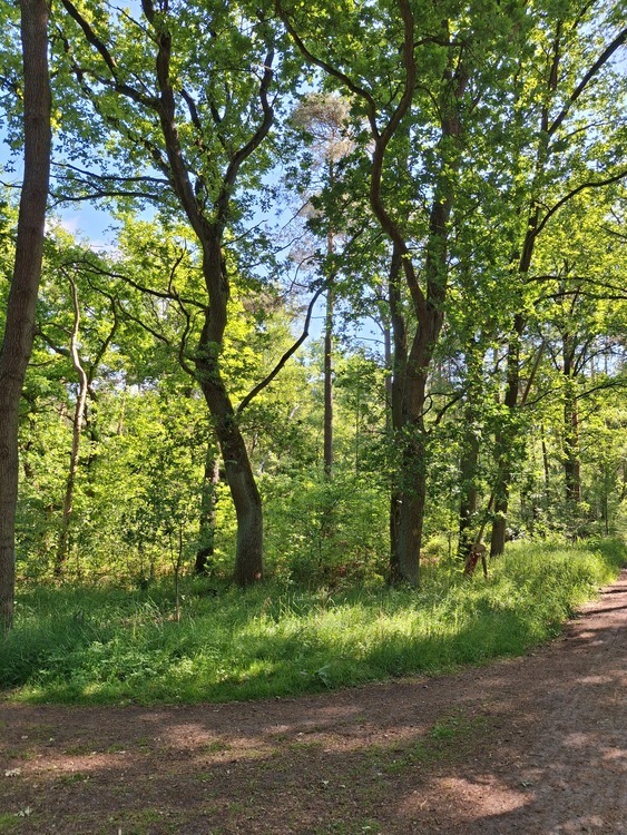 Waldflächen nahe Gifhorn - Kein Bauland