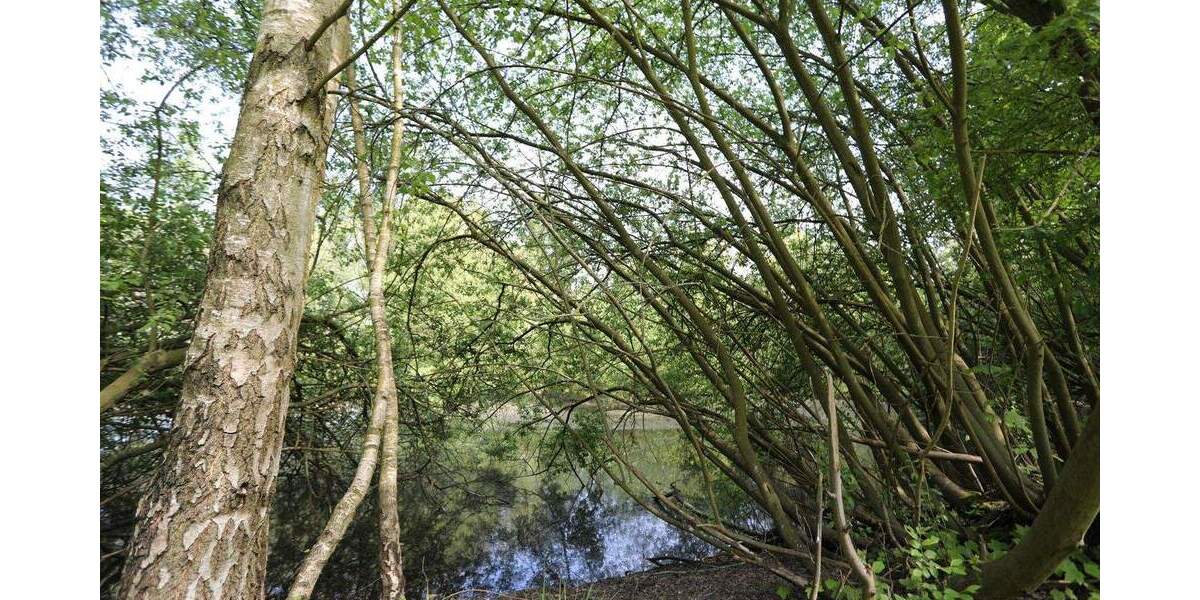 Mehrfamilienhaus, Wohnhaus Wasbüttel - 7 Zimmer, 269 m&sup2;, 550.000&euro; | Angebot:25662752