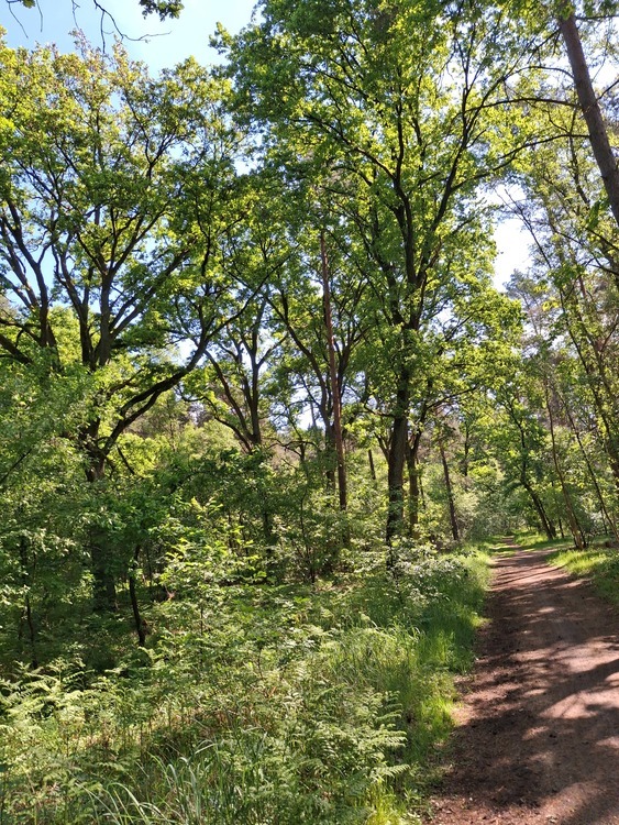 Waldflächen nahe Gifhorn - Kein Bauland