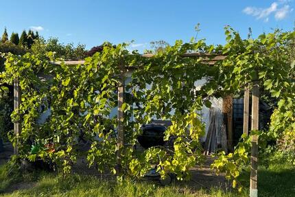 Wunderschöner Schrebergarten mit Spargel und Wein in Braunschweig zimmer