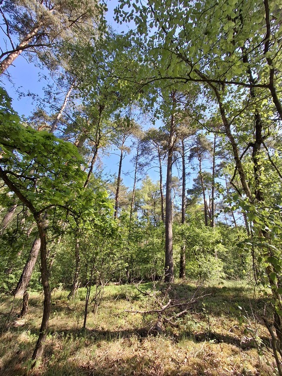 Waldflächen nahe Gifhorn - Kein Bauland