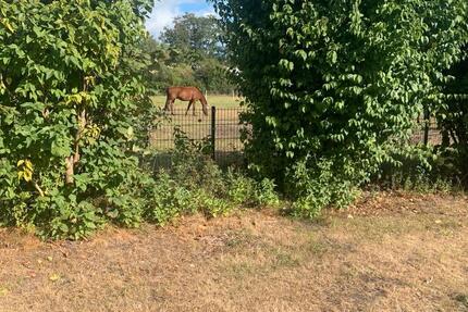 5 Zimmerwohnung im grünen Gifhorn 5 zimmer