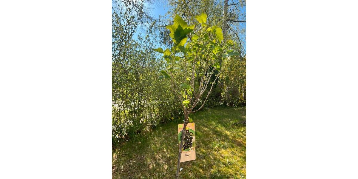 Erdgeschoßwohnung Wolfsburg Alt-Wolfsburg - 2 Zimmer, 65 m&sup2;, 650&euro; | Angebot:26251182