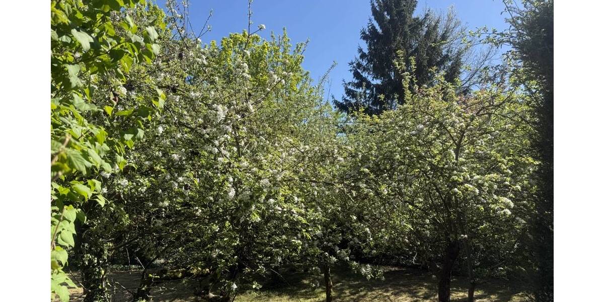 Grundstück Braunschweig / Mascherode Mascherode - 398.000&euro; | Angebot:26879263