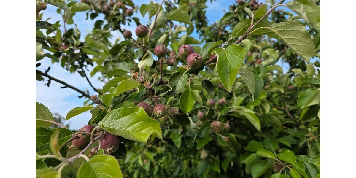 Grundstück Braunschweig Heidberg-Melverode - 3.200&euro; | Angebot:23056529