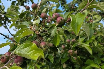 Kleingarten Schrebergarten zimmer