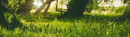 Natur und Ausflugsziele rund um Wolfsburg