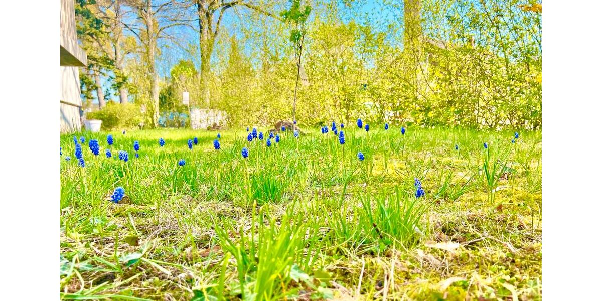 Erdgeschoßwohnung Wolfsburg Alt-Wolfsburg - 2 Zimmer, 65 m&sup2;, 650&euro; | Angebot:26251182