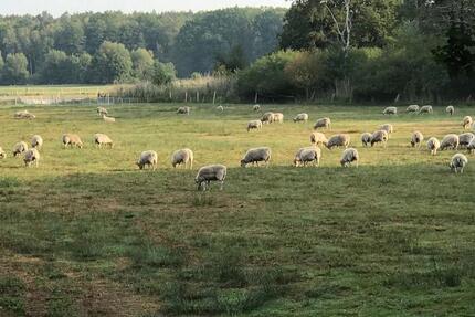 Fachwerkhaus im Wald- und Heidegebiet zwischen HH und B 6.5 zimmer