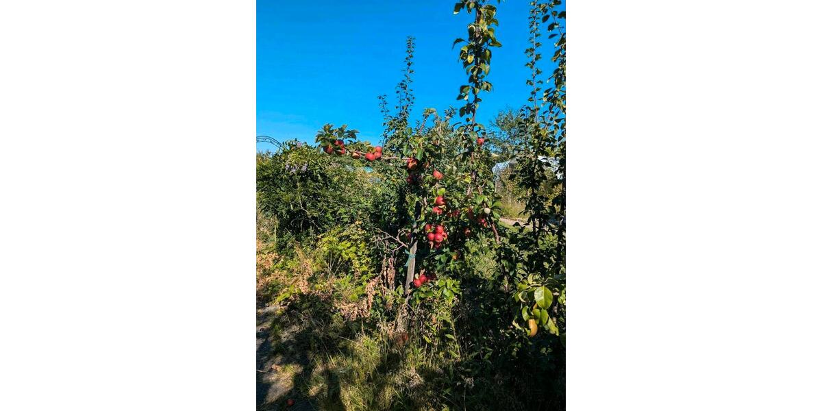 Grundstück Wolfsburg Detmerode - 550&euro; | Angebot:26258125