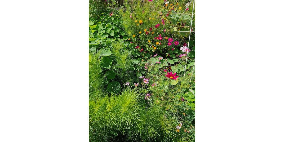 Grundstück Wolfsburg Ehmen - 2.800&euro; | Angebot:24316945