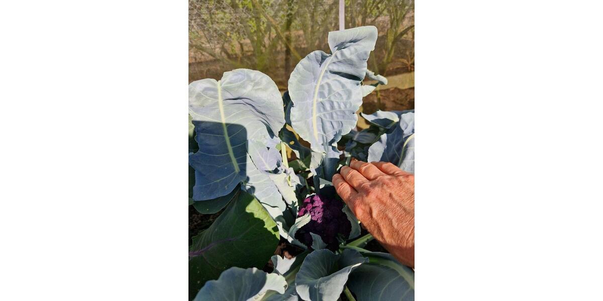 Grundstück Wolfsburg Ehmen - 2.600&euro; | Angebot:24316945