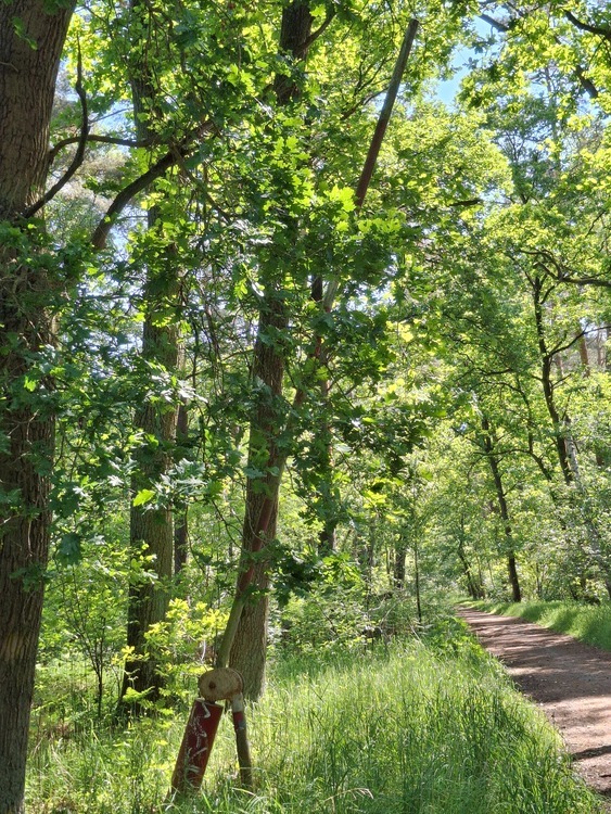 Waldflächen nahe Gifhorn - Kein Bauland