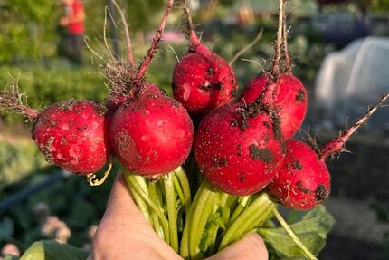 Grundstück Wolfsburg Ehmen - 2.500&euro; | Angebot:25256880