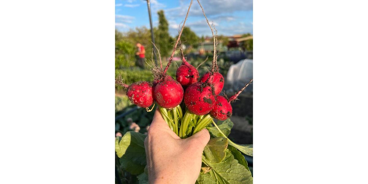 Grundstück Wolfsburg Ehmen - 2.500&euro; | Angebot:25256880