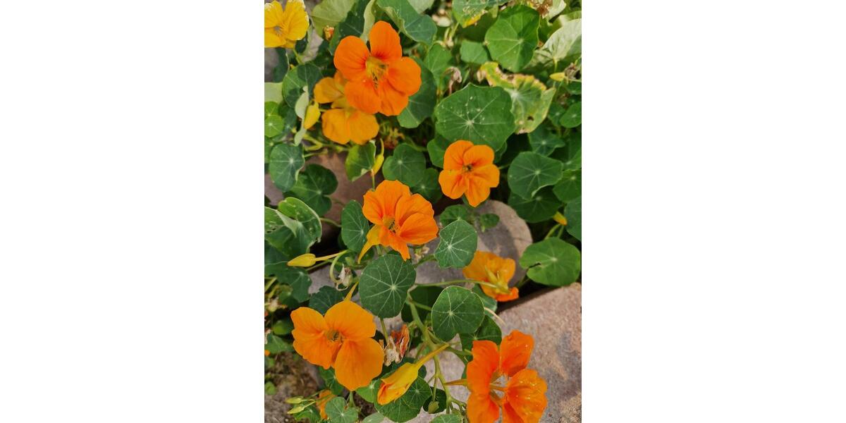 Grundstück Wolfsburg Ehmen - 2.800&euro; | Angebot:24316945