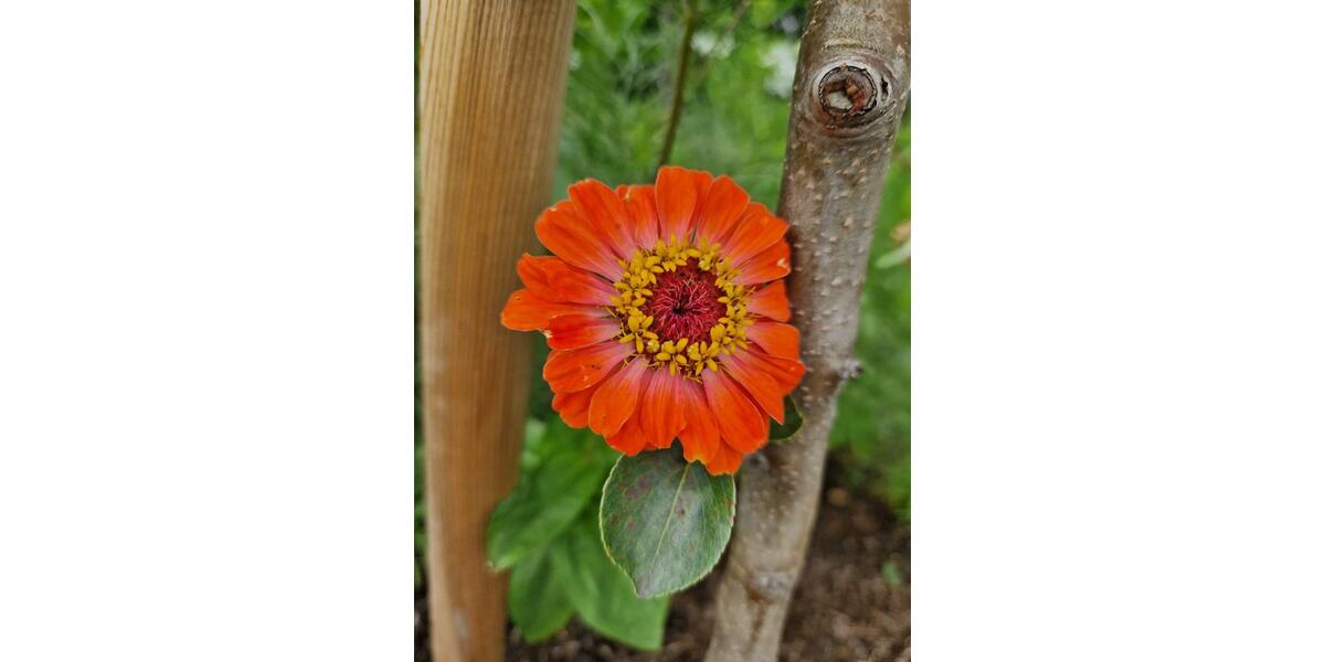 Grundstück Wolfsburg Ehmen - 2.800&euro; | Angebot:24316945