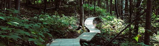 Baumwipfelpfad im Harz