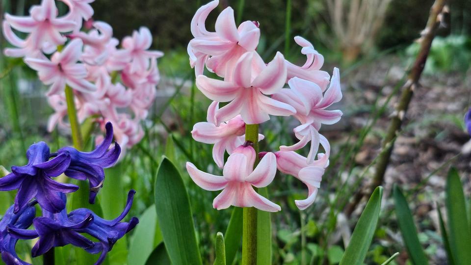 Einfamilienhaus Wolfsburg Ehmen - 12.700&euro; | Angebot:26153411