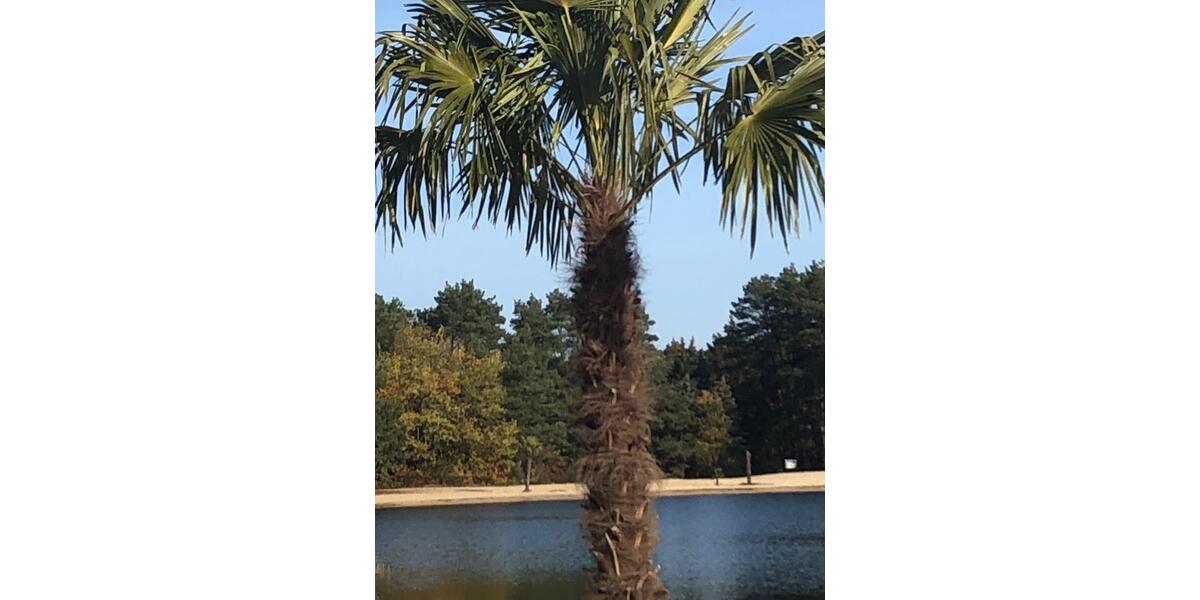 Einfamilienhaus Wesendorf - 2 Zimmer, 47 m&sup2;, 45.000&euro; | Angebot:26195970