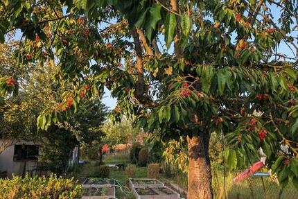 Grundstück Braunschweig Wabe-Schunter-Beberbach - 230&euro; | Angebot:25637204