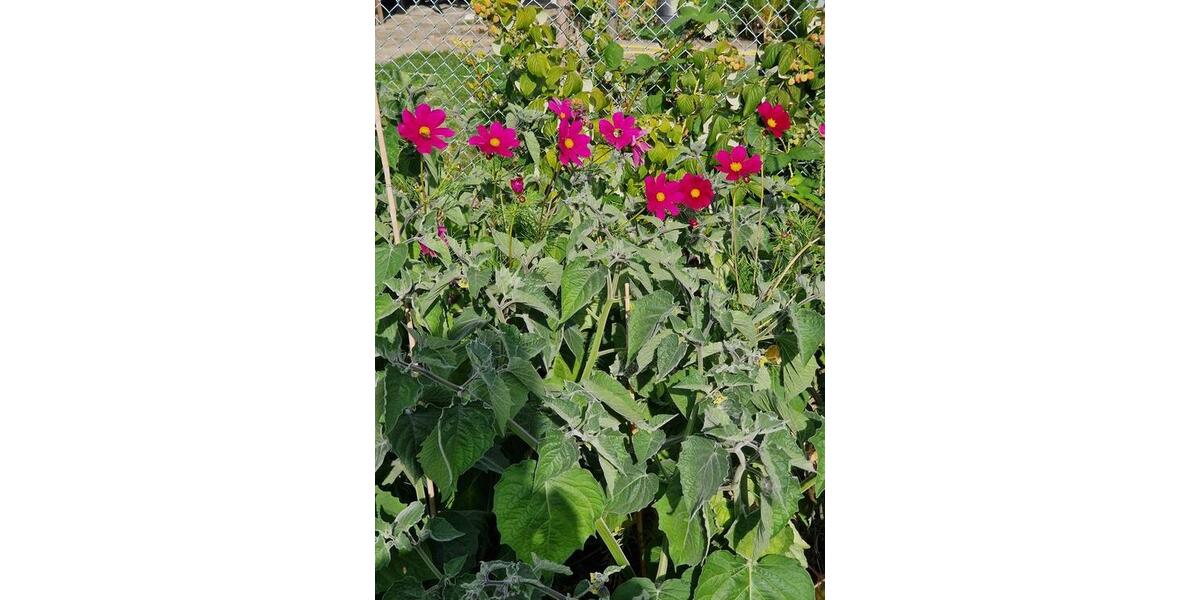 Grundstück Wolfsburg Ehmen - 2.800&euro; | Angebot:24316945