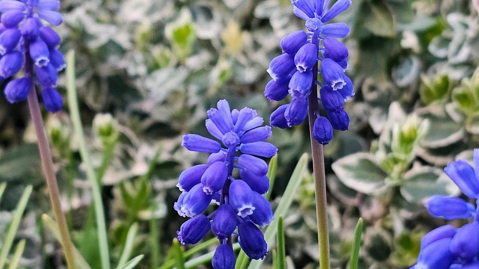 Einfamilienhaus Wolfsburg Ehmen - 12.700&euro; | Angebot:26153411