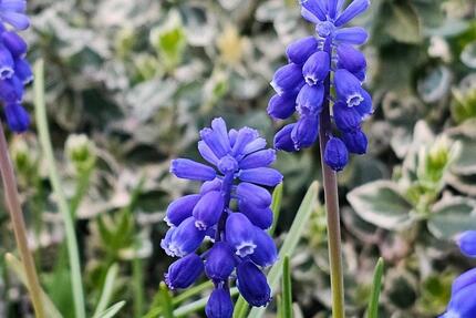 Haus Wolfsburg Ehmen - 12.700&euro; | Angebot:26153411