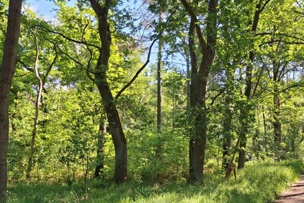 Waldflächen nahe Gifhorn - Kein Bauland