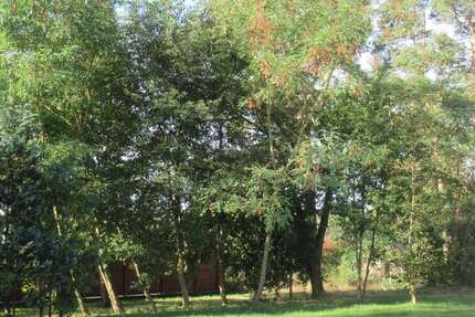 Grundstück Sassenburg-Stüde Stüde - 26.400&euro; | Angebot:24646739