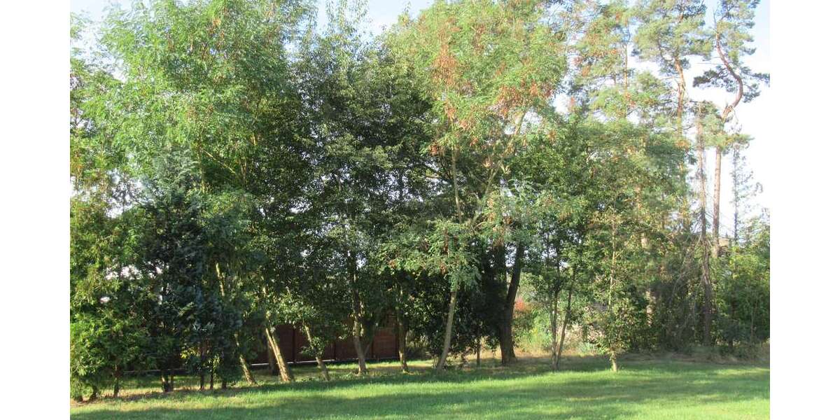 Grundstück Sassenburg-Stüde Stüde - 26.400&euro; | Angebot:24646739