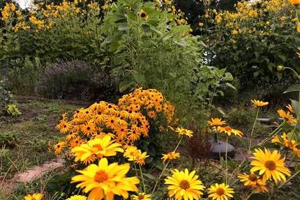 Kleingarten in Braunschweig zimmer